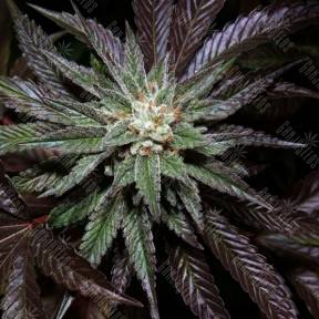 LA Confidential feminised DNA Genetics
