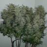 семена конопли гидропоники Kama Kush CBD feminised Kannabia Seeds семена конопли гидропоники Kama Kush CBD feminised Kannabia Seeds