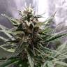 качественные семена конопли Auto Royal Cheese feminised Royal Queen