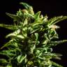 качественные семена конопли Auto Honey Peach CBD feminised Sweet Seeds