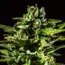 семена конопли в оригинальных упаковках Auto Honey Peach CBD feminised Sweet Seeds