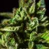 купить семена конопли Auto Honey Peach CBD feminised Sweet Seeds