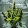 Семена каннабиса Auto Royal Haze feminised Ganja Seeds купить