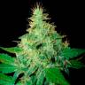 Семена каннабиса Auto Royal Haze feminised Ganja Seeds заказать