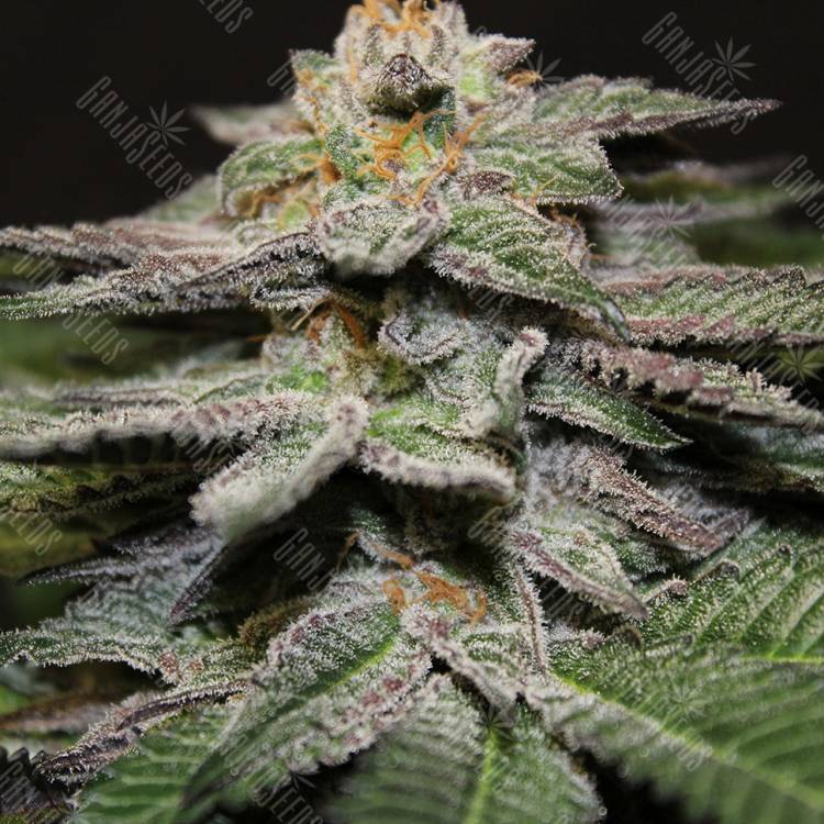 семена конопли почтой Blue Diesel feminised