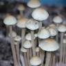 споровые отпечатки псилоцибиновых грибов Panaeolus Cyanescens Jamaica