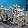 споровый оттиск Panaeolus Cyanescens Jamaica