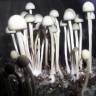 мицелии Panaeolus Cyanescens Jamaica