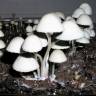 отпечатки псилоцибиновых грибов Panaeolus Cyanescens Jamaica