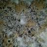 споровая взвесь Panaeolus Cyanescens Jamaica