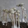 недорого споры псилоцибиновых грибов Panaeolus Cyanescens Jamaica