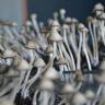 отпечатки псилоцибиновых грибов в России Panaeolus Cyanescens Jamaica