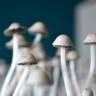 отпечатки псилоцибиновых грибов Москва Panaeolus Cyanescens Jamaica