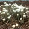 купить отпечатки псилоцибиновых грибов Спб Panaeolus Cyanescens Jamaica