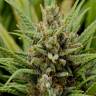 семена конопли элитных сортов Auto Skunk feminised Green House Seeds семена конопли элитных сортов Auto Skunk feminised Green House Seeds