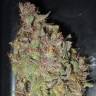 Auto Desfran feminised Dutch Passion Seeds