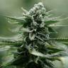 Chewing Gum feminised RuSeeds