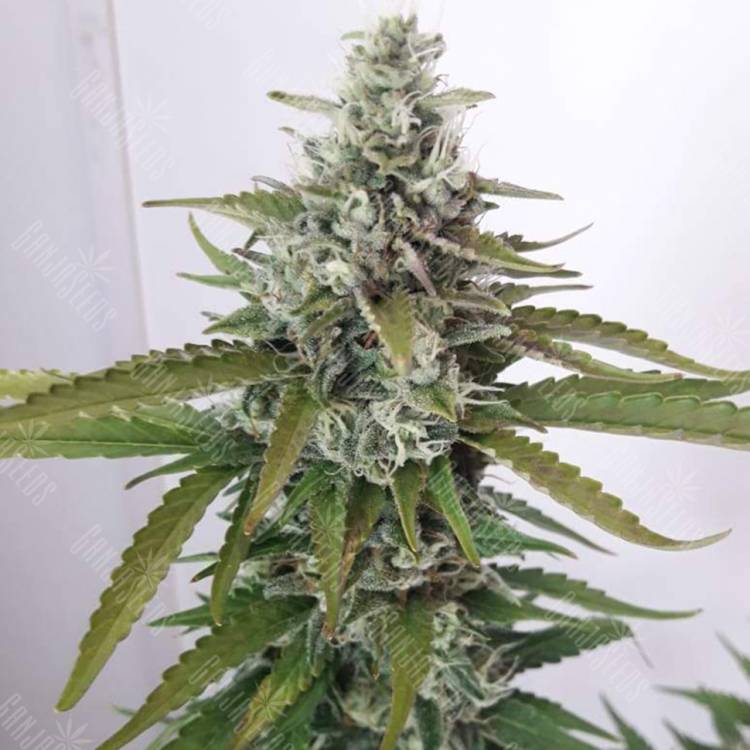 семена конопли наложенным платежом White Willow regular Ganja Seeds семена конопли наложенным платежом White Willow regular Ganja Seeds