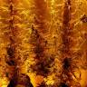 семена конопли в интернете Liberty Haze feminised Barneys Farm