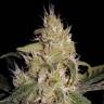 семена конопли гидропоники Liberty Haze feminised Barneys Farm