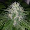 семена конопли с доставкой Mataro Blue CBD feminised Kannabia Seeds