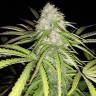 семена конопли в фирменной упаковке Mataro Blue CBD feminised Kannabia Seeds