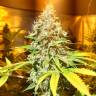 семена конопли интернет магазин Mataro Blue CBD feminised Kannabia Seeds