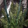 семена индийской конопли Sterling Haze regular Nirvana Seeds семена индийской конопли Sterling Haze regular Nirvana Seeds