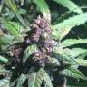 семена конопли Спб Auto Purple feminised Pyramid Seeds