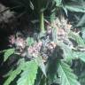 семена конопли Москва Auto Purple feminised Pyramid Seeds