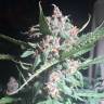 семена культурной конопли купить Auto Purple feminised Pyramid Seeds