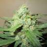 семена конопли для курения Auto Ice Cool feminised Sweet Seeds