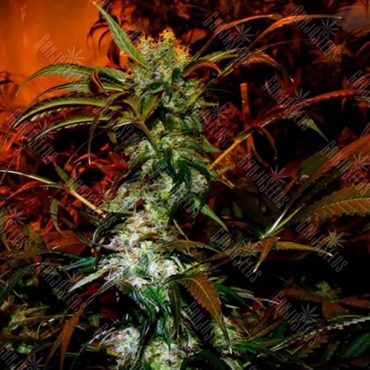заказать качественные семена конопли Vip Haze feminised VIP Seeds заказать качественные семена конопли Vip Haze feminised VIP Seeds