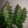 семена конопли купить Auto Royal Kush feminised