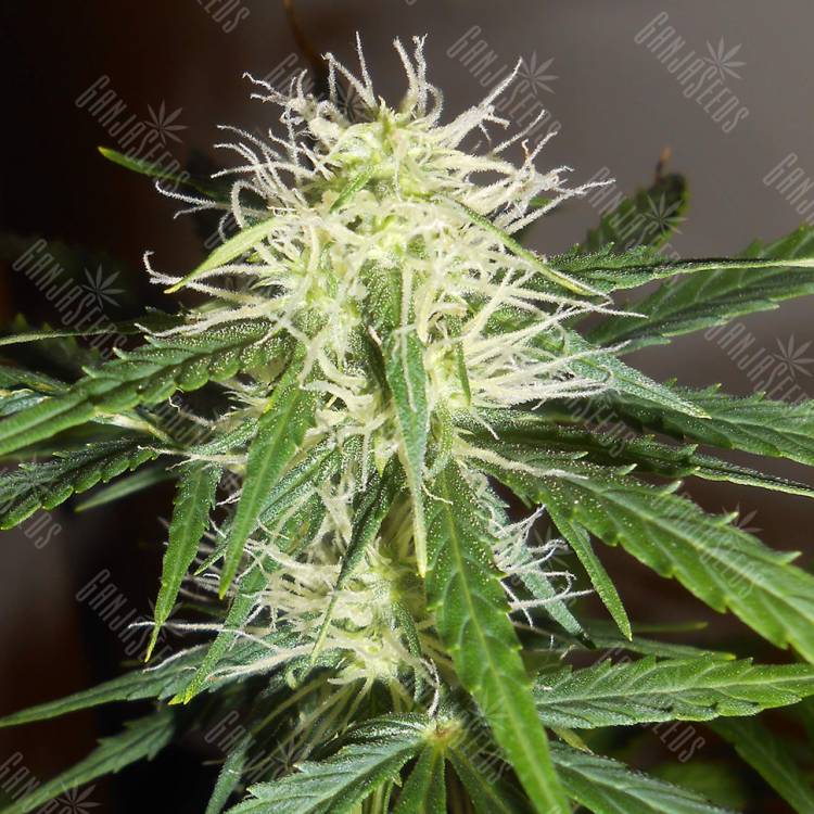 семена конопли в фирменной упаковке Auto Lowryder2 feminised