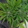 качественные семена конопли Auto Lowryder2 feminised