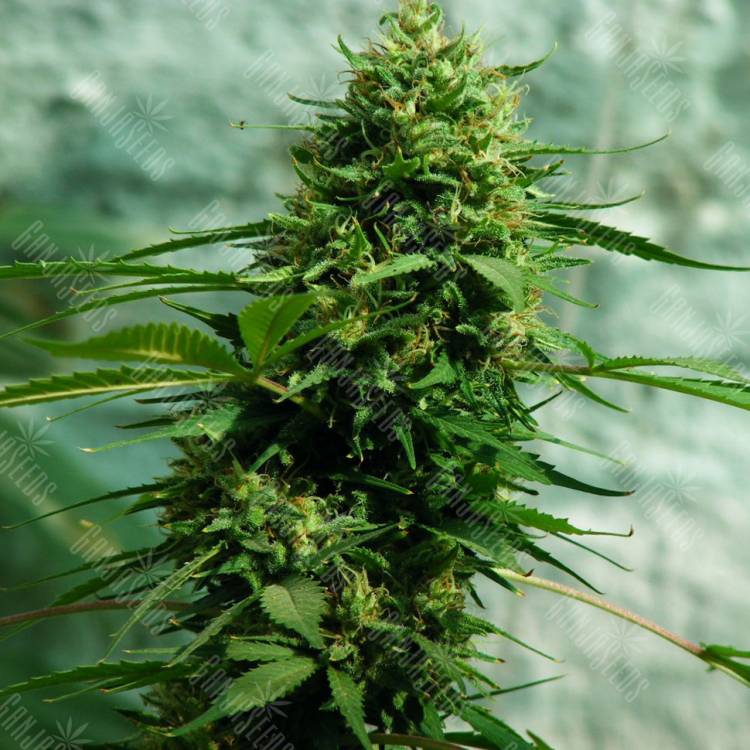 купить семена конопли аутдор Jack Herer regular