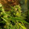 купить семена конопли в интернете Jack Herer