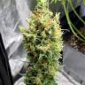 купить семена конопли с доставкой Neville's Haze feminised