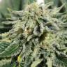 семена конопли с доставкой Neville's Haze feminised