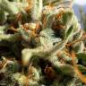 семена конопли автоцвет Auto Exodus Cheese feminised Green House Seeds