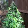 Auto Duck feminised Dutch Passion Seeds Auto Duck feminised Dutch Passion Seeds