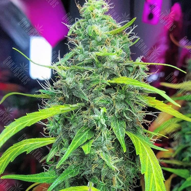 купить онлайн семена конопли  El Queso feminised RuSeeds