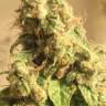 мощные семена конопли  El Queso feminised RuSeeds