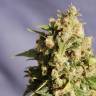 El Queso feminised RuSeeds