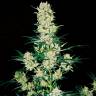 семена конопли интернет магазин Khan Tengri feminised Bang Seeds