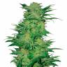 заказ семян конопли Спб Khan Tengri feminised Bang Seeds