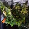 семена конопли с доставкой LSD feminised Barneys Farm