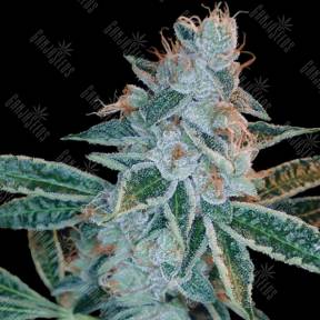 Lemon OG Kush feminised DNA Genetics