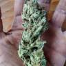семена конопли феминизированные McEarly regular Kannabia Seeds семена конопли феминизированные McEarly regular Kannabia Seeds